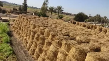 تقلبات سعر طن الأرز في الأسواق المحلية وسط ترقب لتغيرات العرض والطلب